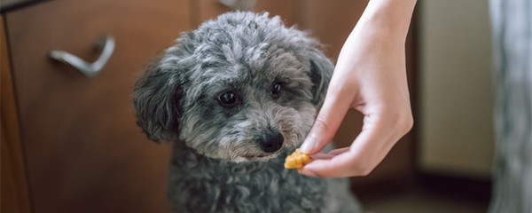 宠物狗可以吃鱼丸虾丸吗 宠物狗可以吃的食物
