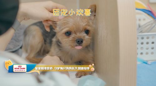 皇家宠物食品携手宠物医疗综艺 宠物医生2 治愈回归