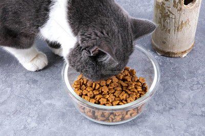 宠物用品猫粮